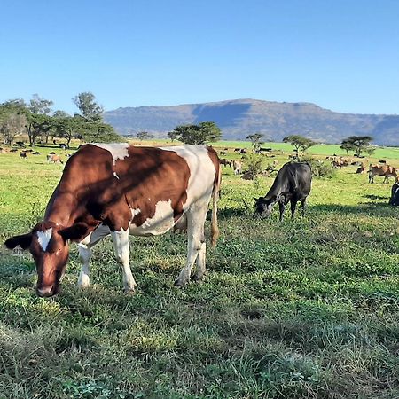 Champagne Valley The Nest Drakensberg Mountain Resort Hotel מראה חיצוני תמונה